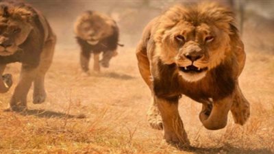 3 أسود يفترسون طبيبا أردنيا ومساعده الباكستاني داخل محمية برية