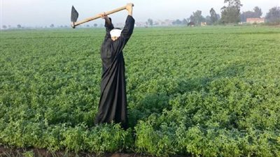 إنفوجراف.. منظومة كارت الفلاح محور«الزراعة في كل مصر»