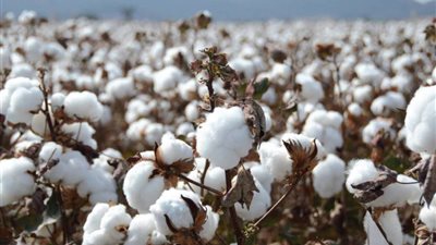 «قطاع الأعمال»: بيع 47 ألف قنطار فى مزادات القطن خلال 50 يوماً