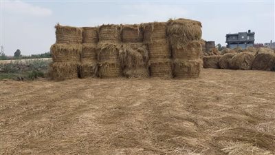 «الزراعة» تجمع 356 ألف طن قش أرز 