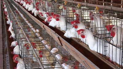 شعبة الدواجن: 600 جنيه زيادة في سعر طن الأعلاف بالأسواق