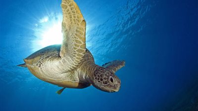 بالفيديو..حماية السلاحف البحرية عبر تجهيزها بنظام