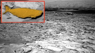 بالصور.. عدسة 