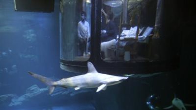 غرفة باريسية للنوم وسط أسماك القرش