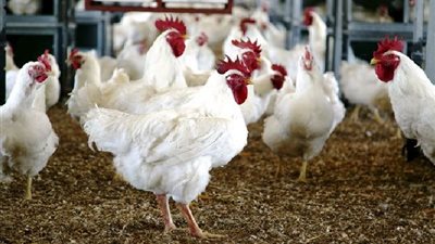 شعبة الدواجن: انخفاض طفيف فى الأسعار بالأسواق