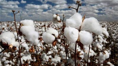 الإحصاء: 6,9% زيادة بصادرات القطن خلال 3 أشهر