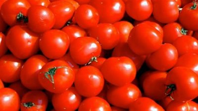 شعبة الخضار: أسعار الطماطم تواصل الارتفاع.. والكيلو يسجل 15 جنيه