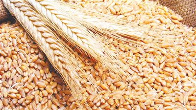الحكومة تنفي اعتزام شراء القمح من المزارعين بأسعار منخفضة