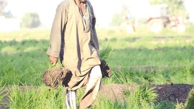 شركات التأمين تخطط لتطبيق التأمين الإجبارى على المحاصيل الزراعية