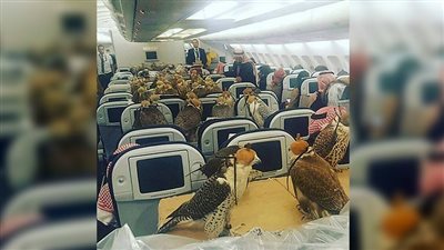 أمير سعودي يحجز 80 مقعدا لصقوره على متن الطائرة (صور)