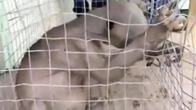 بالفيديو..حيوان غريب تم العثور عليه داخل بحيرة في 