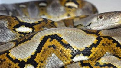 عالم بريطاني : اكتشاف ثعبان بـ 4 أطراف