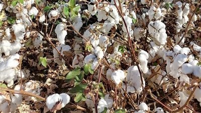 «قطاع الأعمال»: نجاح تجربة زراعة القطن قصير التيلة بشرق العوينات