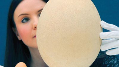 بيضة نادرة لـ