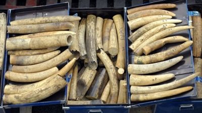 بالفيديو.. دفن 20 مليون دولار في التراب حفاظاً على الفيلة في 