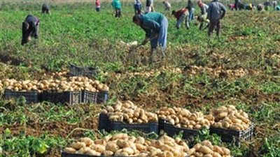 وفد مصري يبحث سبل التعاون الزراعي مع هيئة المخزون الاستراتيجي الكونغولية