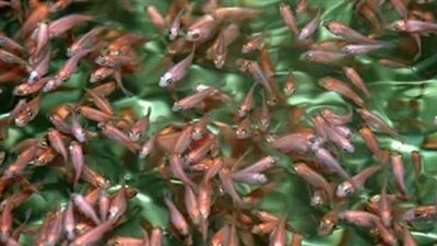 إلقاء 30 مليون زريعة أسماك في بحيرة البرلس لتنميتها