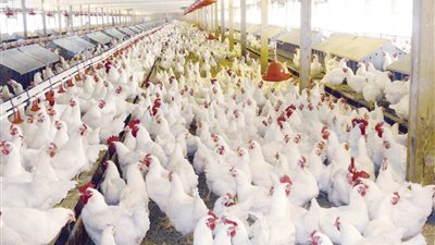 شعبة «الدواجن» تبحث أليات عمل البورصات المتخصصة والرقابة على الأسواق