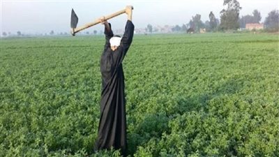 750.2 مليار جنيه إجمالي الناتج المحلي لقطاع الزراعة في مصر خلال عام