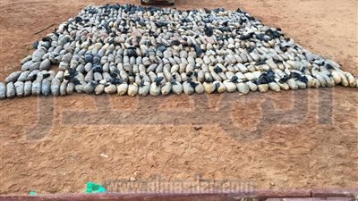 بالصور.. قوات حرس الحدود تنجح في ضبط نحو 6 آلاف كيلو جرام من نبات البانجو المخدر