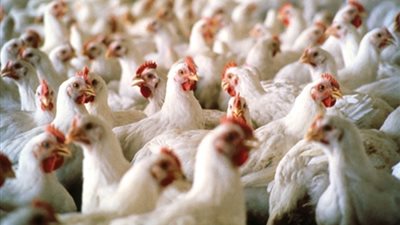 تموين الدقهلية: طرح 6 أطنان من الدجاج بأسعار مخفضة