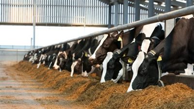 «الريف المصرى» يطلق مبادرة لتشجيع مشروعات الثروة الحيوانية بالـ1.5 مليون فدان