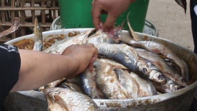 تكثيف الحملات على محلات الأسماك بالقاهرة تزامنًا مع أعياد الربيع