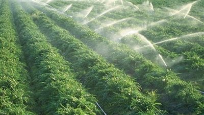 72 مليون دولار حصيلة صادرات الإسماعيلية الزراعية في شهرين