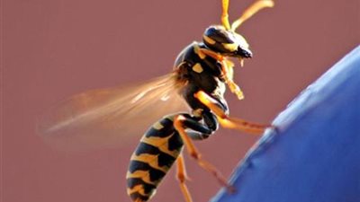 انتشار الدبابير القاتلة في فرنسا بسبب ارتفاع درجات الحرارة