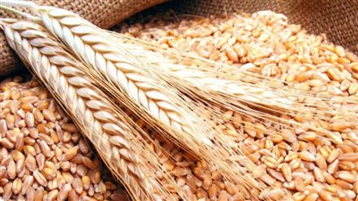 هيئة السلع التموينية تحدد مواعيد شحن ممارسة القمح المستورد