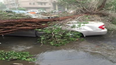 شجرة ضخمة تقتل 20 شخصا في غانا