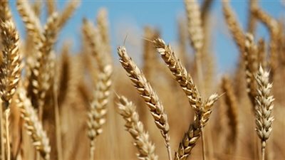 وصول شحنة قمح من روسيا إلى ميناء الاسكندرية