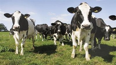 «القصير» يوجه بتنفيذ حملات التحصين في مواعيدها و نشر ثقافة التأمين على الماشية