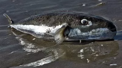 «لبيب»: رفع 102 ألف طن مخلفات مباني وقمامة من 6 محافظات