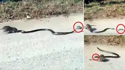بالفيديو.. فأرة تدخل معركة شرسة مع ثعبان لإنقاذ صغيرها
