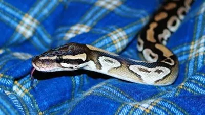 النيابة تتهم مالك ثعبان بقتل مواطن في الإسكندرية