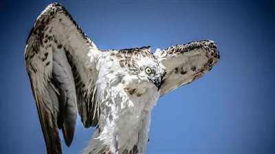 طائر يستطيع التحليق لمدة شهرين دون توقف