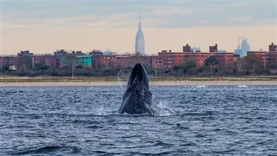 الحيتان تقضي عطلة صيفية في نيويورك