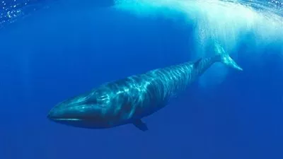 وزارة البيئة تخصص رقمًا على 