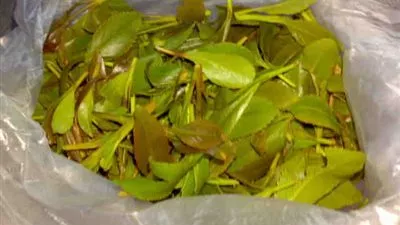 ضبط طيار يمني يهرب