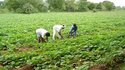 زراعة 360 ألفا و423 فدانا محاصيل خلال الموسم الصيفى بأسيوط