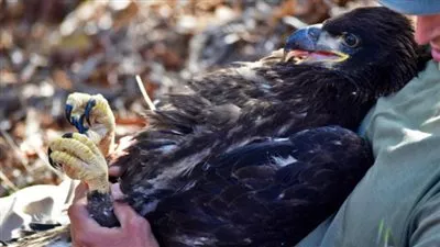 صور: قصة رجل ينقذ النسور