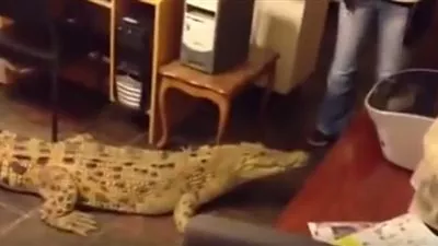 شاهد: أسترالية تربي تمساحا في منزلها.. تطعمه وتتحدث معه