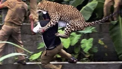 شاهد: نمر يهاجم رجلا حاول اللعب معه