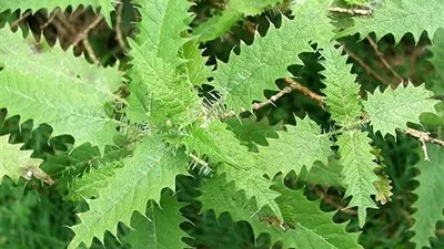 4 فوائد صحية لنبات القراص.. تعرف عليها