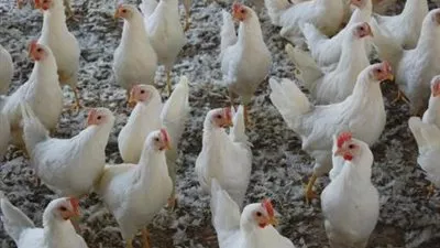 في أمريكا.. فصل 10 موظفين بسبب إساءة معاملة الدجاج 