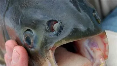 أمريكا: سمكة غريبة بأسنان بشرية 