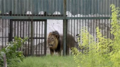 إنقاذ طفلة أمريكية من فكي أسد جبلي