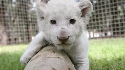 انثى أسد تضع شبلا ابيض نادرا في حديقة للحيوان في 