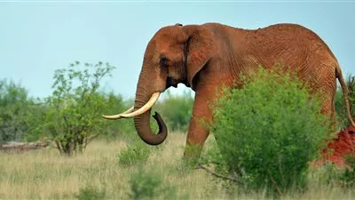 دراسة: ثُلث أفيال أفريقيا ضحية الصيد الجائر